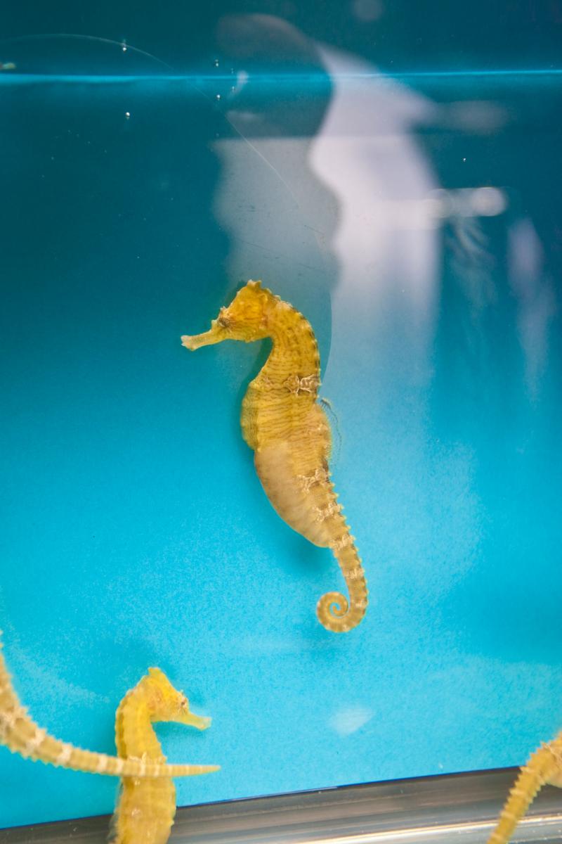Yellow Seahorse